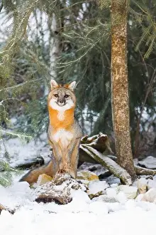 Gray Fox Prints: Grey fox Urocyon cinereoargenteus