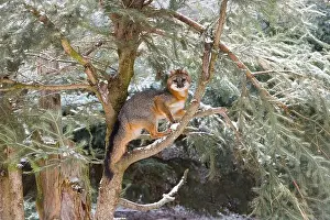 Gray Fox Prints: Grey fox Urocyon cinereoargenteus, adult standing in pine, Montana, USA, March