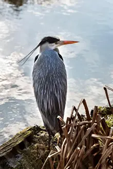 Superior Prints: Grey Heron (Ardea cinerea) a wading bird of the heron family
