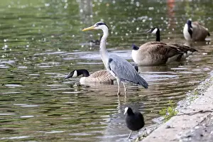 Wading Prints: Grey Heron bird and Canada geese on edge of lake in Hyde park, London