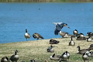 Greylag Goose Prints: Grey heron flying over wetland with som canada goose on the ground