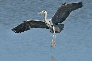 In Flight Prints: Grey Heron landing on water