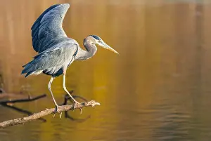 Blue Heron Prints: grey heron perching on a wing over the lake water and stretching his wings overr a natural blurred background