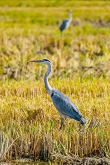 Flock Of Birds Prints: A Grey Heron on a rice field after harvest at the delta de Ebro river in Catalunya, Spain