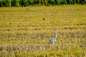 Flock Of Birds Prints: A Grey Heron on a rice field after harvest at the delta de Ebro river in Catalunya, Spain