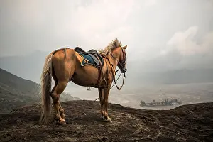 Caldera Prints: Grey Horse in front of mountains near Volcano Bromo, Java, Indonesia
