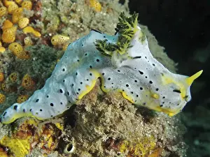 Molluscs Prints: Grey nudibranch with black dots
