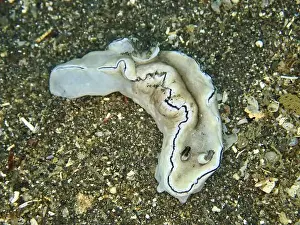 Dive Site Prints: Grey nudibranch with dark lines