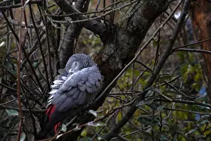 Imitation Prints: Grey parrot, in Latin called psirttacus erithacus