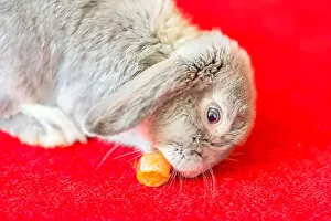 Natural World Prints: Grey rabbit eating carrot on red carpet