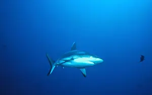 Red Sea Prints: Grey Reef Shark Carcharhinus amblyrhynchos sometimes called Shortnose Blacktail Shark Carcharhinus wheeleri Sudan Red