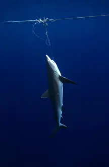 Pelagic Prints: Grey Reef shark caught underwater on longline by commercial fishermen by Matt Harris