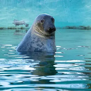 True Prints: Grey seal (female) head over water surface