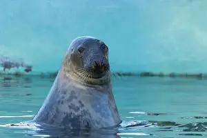 True Prints: Grey seal (female) head over water surface