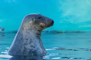 True Prints: Grey seal (female) head over water surface