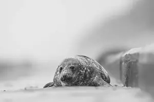 Flipper Prints: A Grey Seal being washed over by a wave, Norfolk, UK