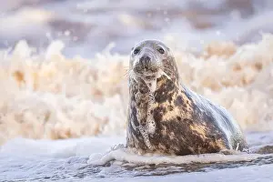 Flipper Prints: A Grey Seal being washed over by a wave, Norfolk, UK
