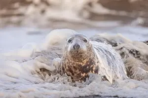 Flipper Prints: A Grey Seal being washed over by a wave, Norfolk, UK