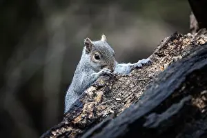 Sciurus Carolinensis Prints: A grey squirrel appears from behind a dead tree