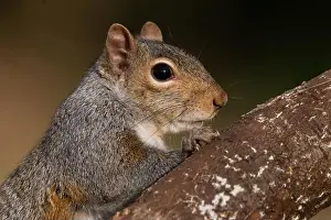 Sciurus Carolinensis Prints: A grey squirrel resting on a wild cherry limb