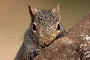 Sciurus Carolinensis Prints: A grey squirrel resting on a wild cherry limb