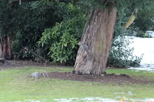 Looking For Food Prints: Grey squirrels on and around tree with snow on ground