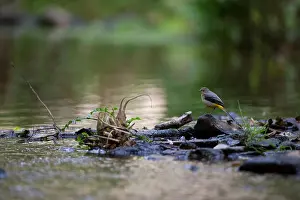 Rippling Prints: Grey Wagtail