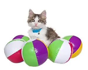 Tabby Prints: Grey and white long haired tabby kitten wearing a blue collar with bell surrounded by small beach balls