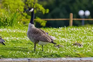 Duck Pond Prints: Grey wild goose, cute Water Birds Geese and Chicks at Lake