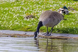 Duck Pond Prints: Grey wild goose, cute Water Birds Geese and Chicks at Lake