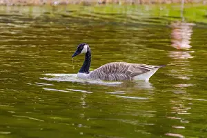 Duck Pond Prints: Grey wild goose, cute Water Birds Geese and Chicks at Lake