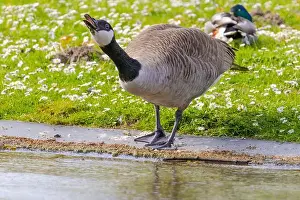 Duck Pond Prints: Grey wild goose, cute Water Birds Geese and Chicks at Lake