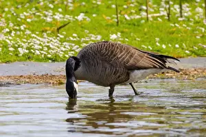 Duck Pond Prints: Grey wild goose, cute Water Birds Geese and Chicks at Lake