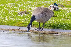 Duck Pond Prints: Grey wild goose, cute Water Birds Geese and Chicks at Lake