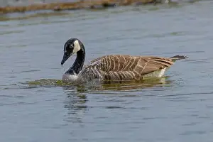 Canadian Goose Prints: Grey wild goose, cute Water Birds Geese and Chicks at Lake