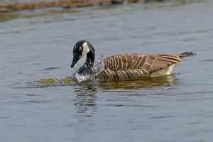 Canadian Goose Prints: Grey wild goose, cute Water Birds Geese and Chicks at Lake