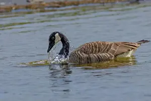 Canadian Goose Prints: Grey wild goose, cute Water Birds Geese and Chicks at Lake