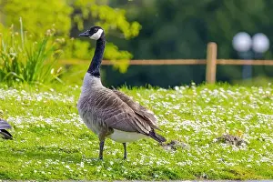 Canadian Goose Prints: Grey wild goose, cute Water Birds Geese and Chicks at Lake