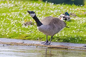 Canadian Goose Prints: Grey wild goose, cute Water Birds Geese and Chicks at Lake