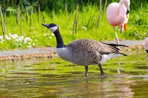 Canadian Goose Prints: Grey wild goose, cute Water Birds Geese and Chicks at Lake