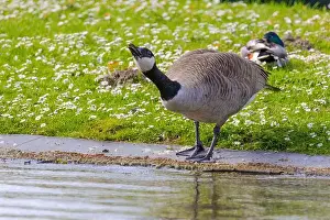 Canadian Goose Prints: Grey wild goose, cute Water Birds Geese and Chicks at Lake