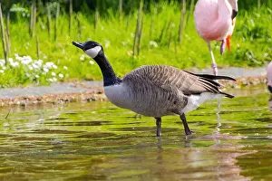Canadian Goose Prints: Grey wild goose, cute Water Birds Geese and Chicks at Lake