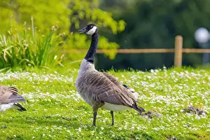 Canadian Goose Prints: Grey wild goose, cute Water Birds Geese and Chicks at Lake
