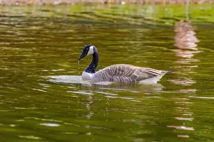 Canadian Goose Prints: Grey wild goose, cute Water Birds Geese and Chicks at Lake