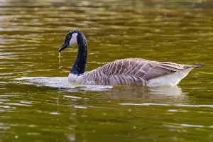 Canadian Goose Prints: Grey wild goose, cute Water Birds Geese and Chicks at Lake