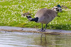 Canadian Goose Prints: Grey wild goose, cute Water Birds Geese and Chicks at Lake