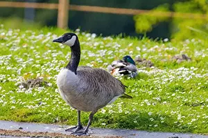 Canadian Goose Prints: Grey wild goose, cute Water Birds Geese and Chicks at Lake