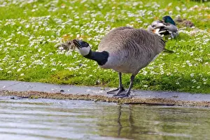Canadian Goose Prints: Grey wild goose, cute Water Birds Geese and Chicks at Lake