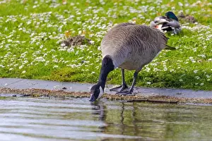 Canadian Goose Prints: Grey wild goose, cute Water Birds Geese and Chicks at Lake
