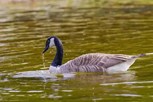 Canadian Goose Prints: Grey wild goose, cute Water Birds Geese and Chicks at Lake